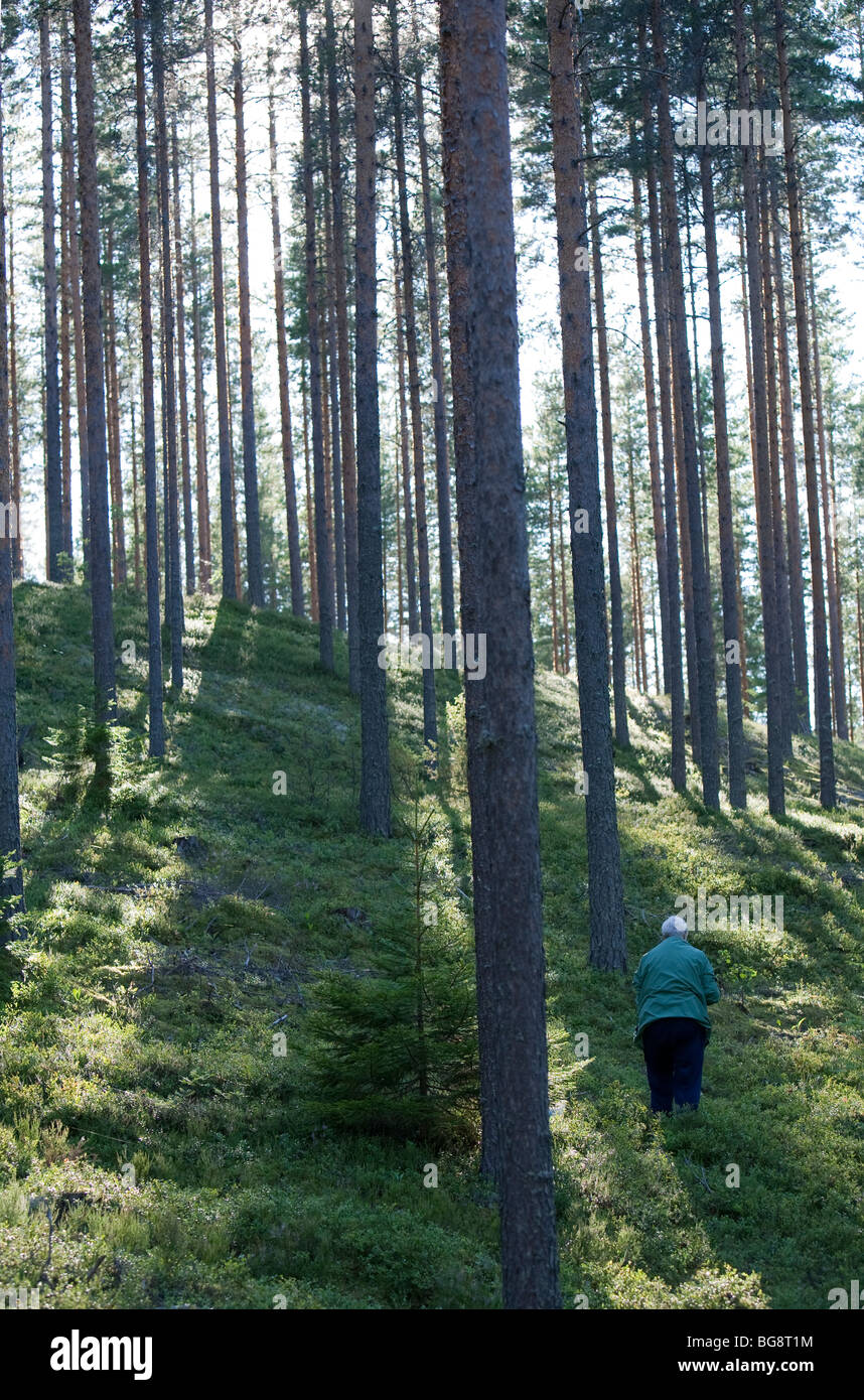 Une femme finlandaise âgée cueillant des bleuets dans la forêt de taïga de pin ( pinus sylvestris ), de bruyère et de conifères , Finlande Banque D'Images