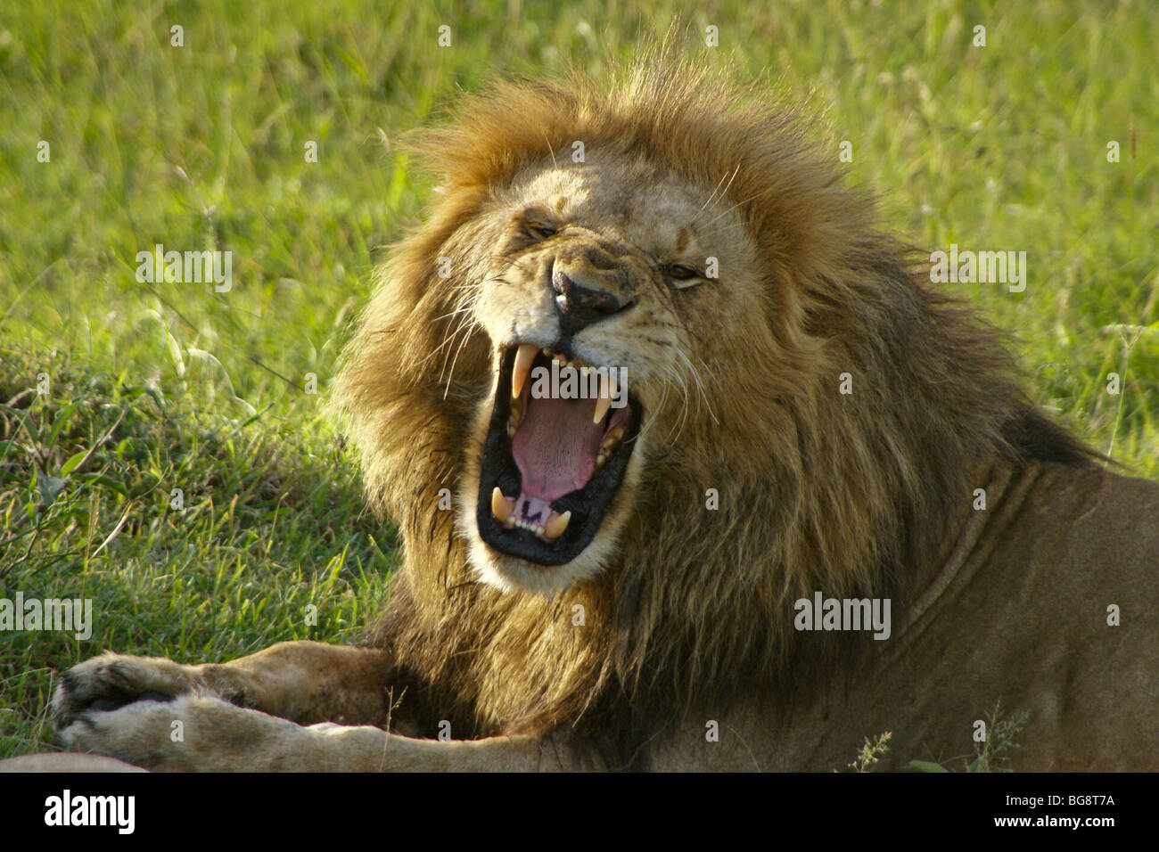 L'African Lion faisant face flehman, Masai Mara, Kenya Banque D'Images