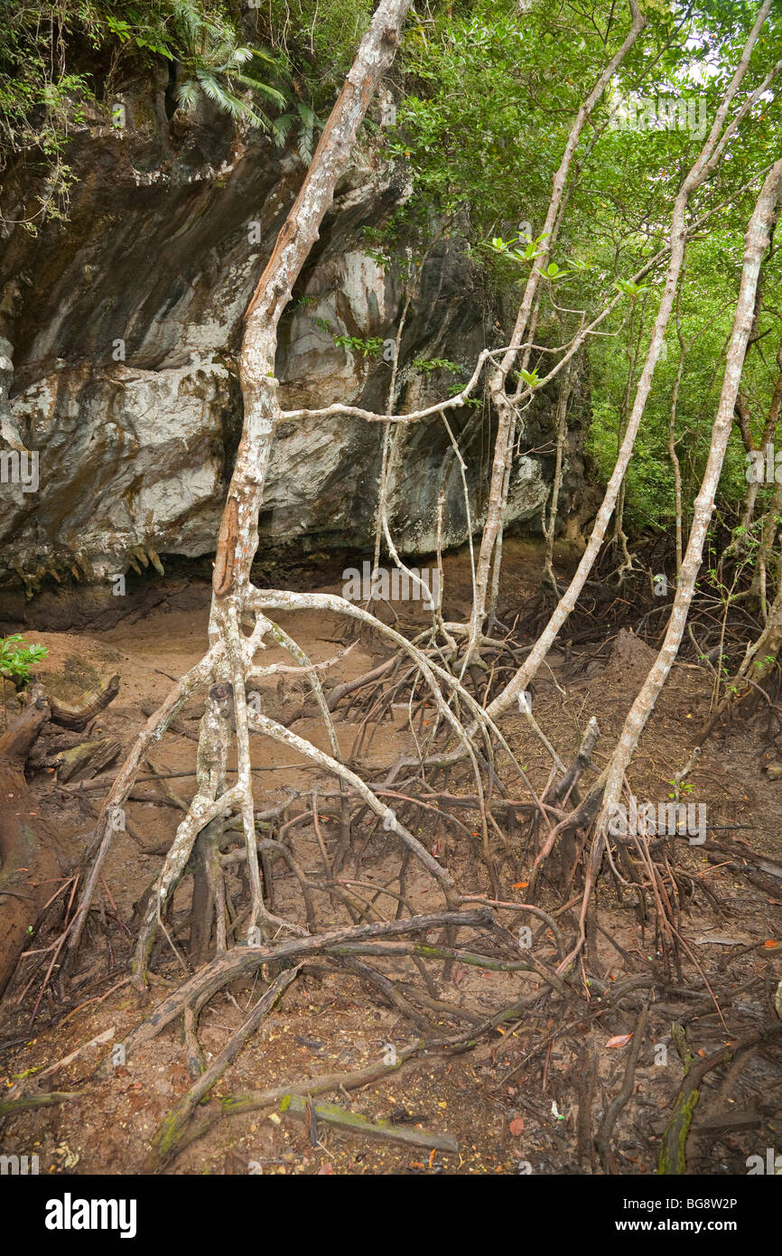 Les racines de mangrove de l'antenne, les marges de la mangrove, la Malaisie Banque D'Images