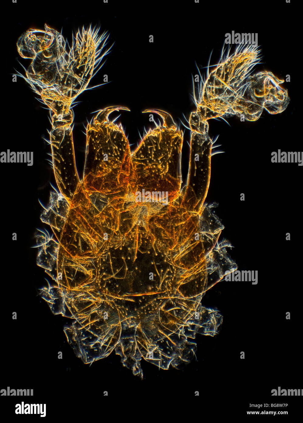 Darkfield photomicrographie de pièces buccales spider Banque D'Images