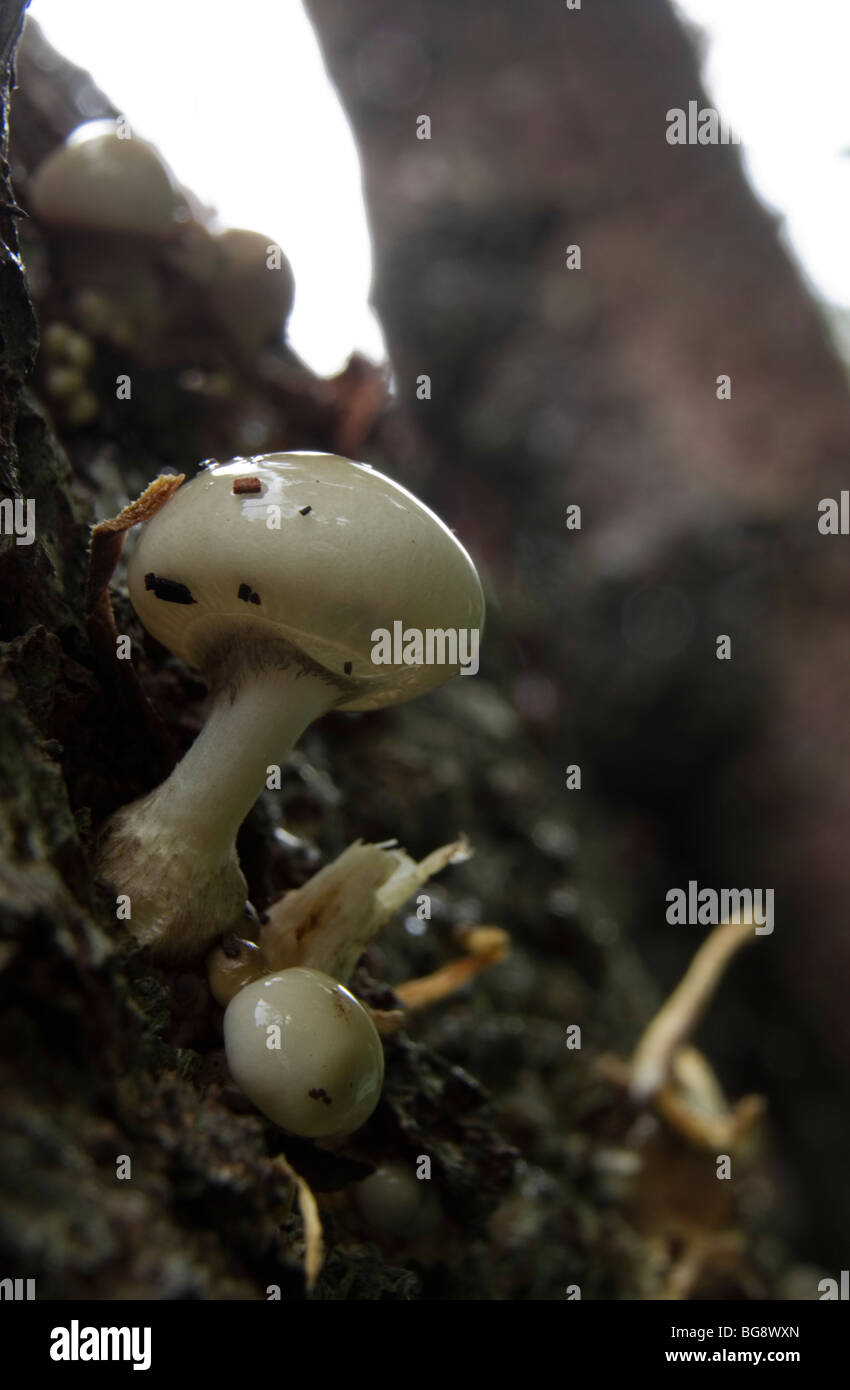 Oudemansiella mucida, champignon en porcelaine Banque D'Images