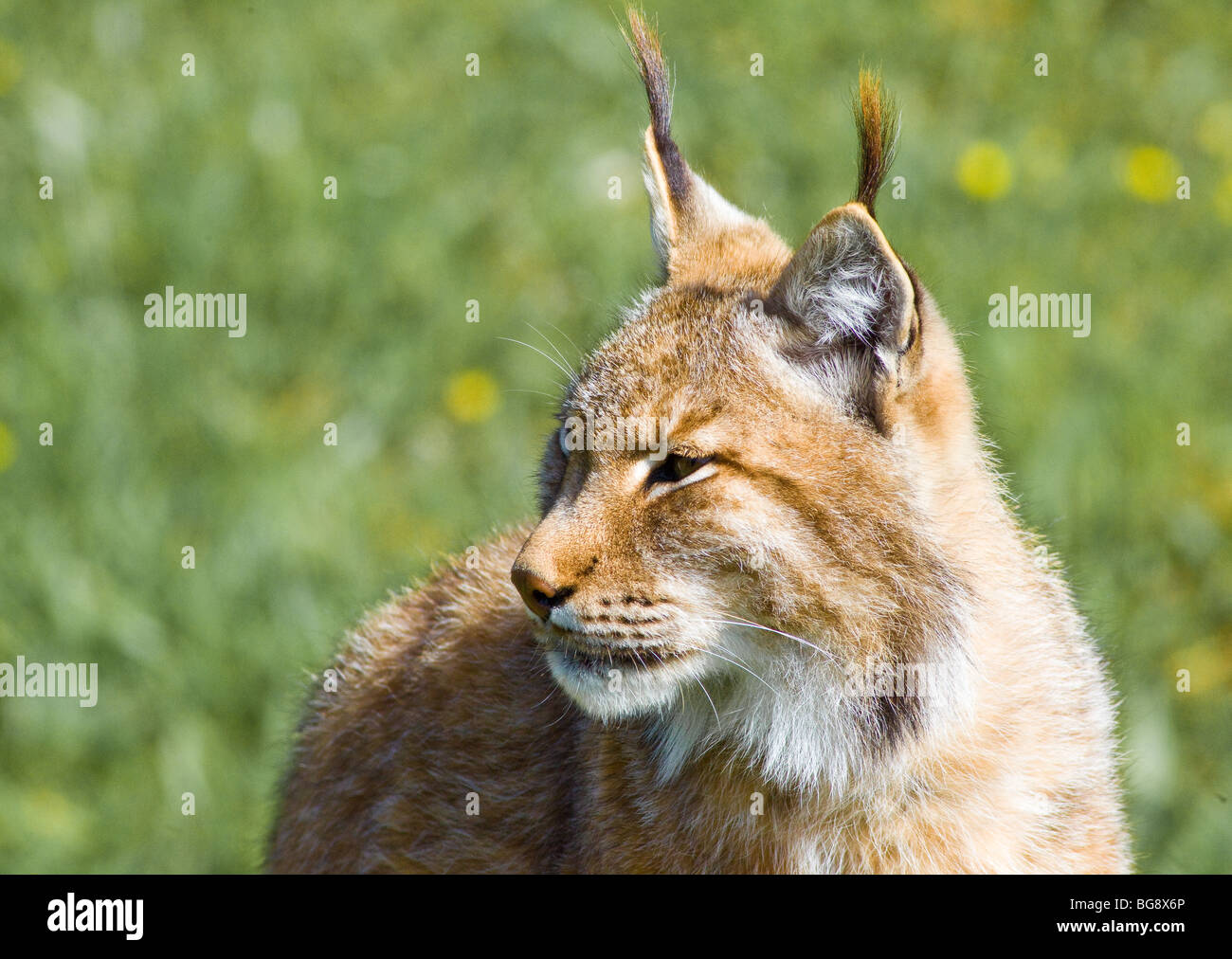 Disparition de beaux lynx pardinus ou Lynx pardina aka lynx ibérique Banque D'Images