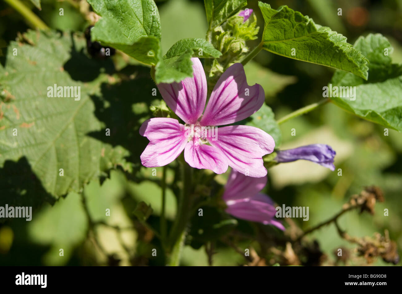 Mauve commune (Malva neglecta) (Malva sylvestris) Banque D'Images