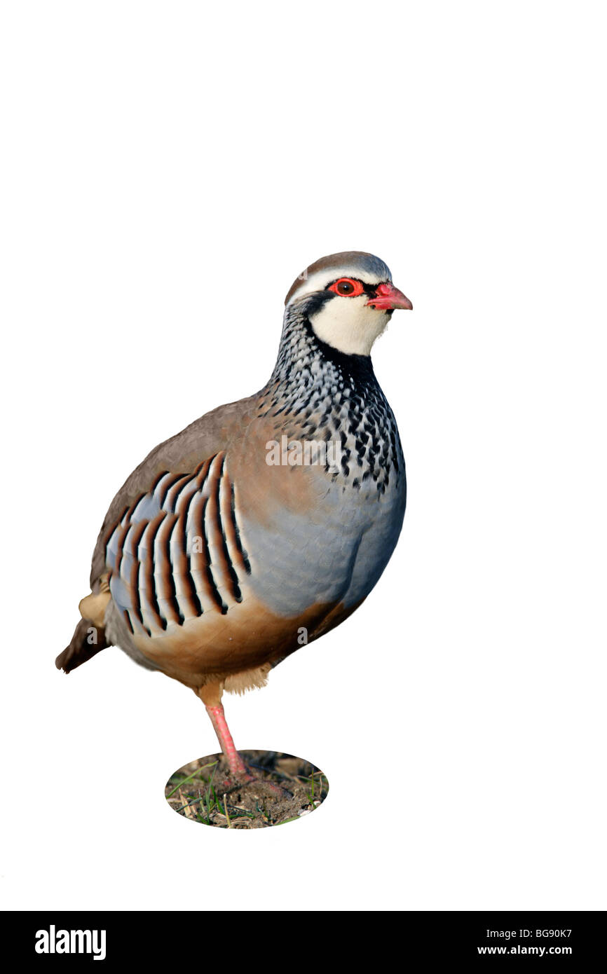 Red-legged Partridge Alectoris rufa Banque D'Images