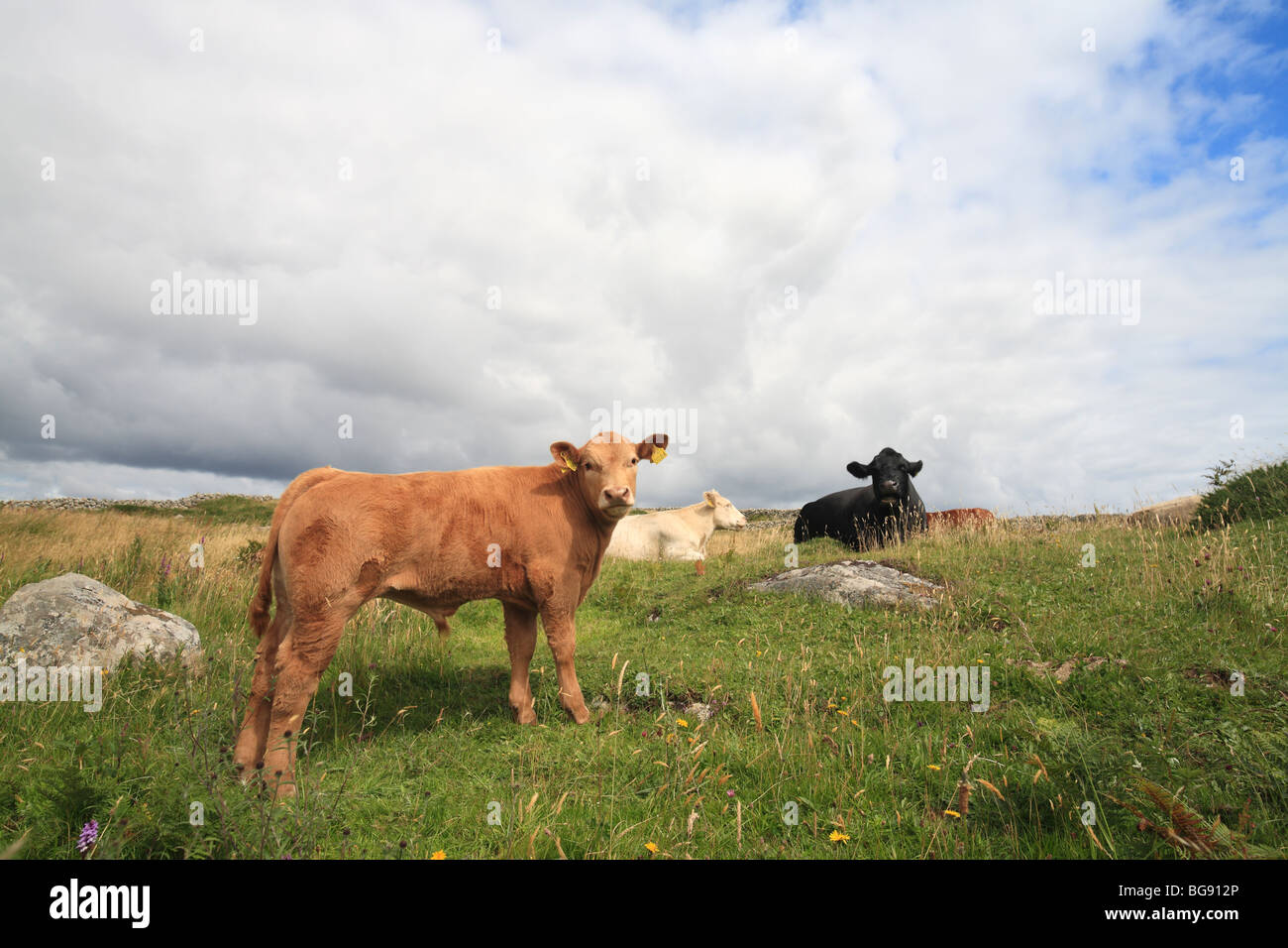 Les jeunes l'engraissement sur les herbages bull, Irlande Banque D'Images
