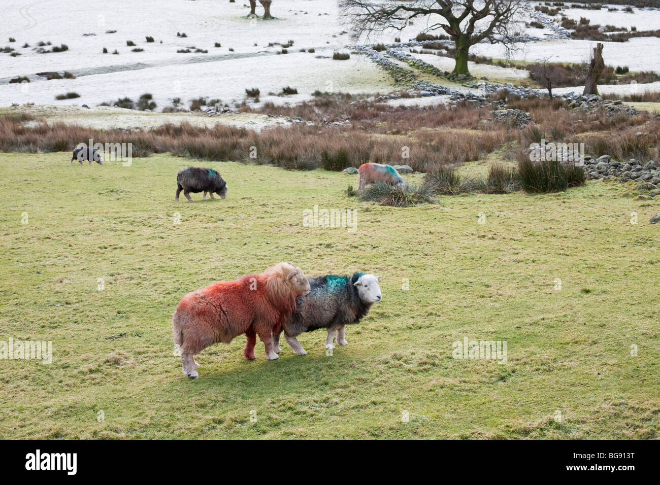 Moutons Herdwick à Langdale, Lake District, UK. Banque D'Images