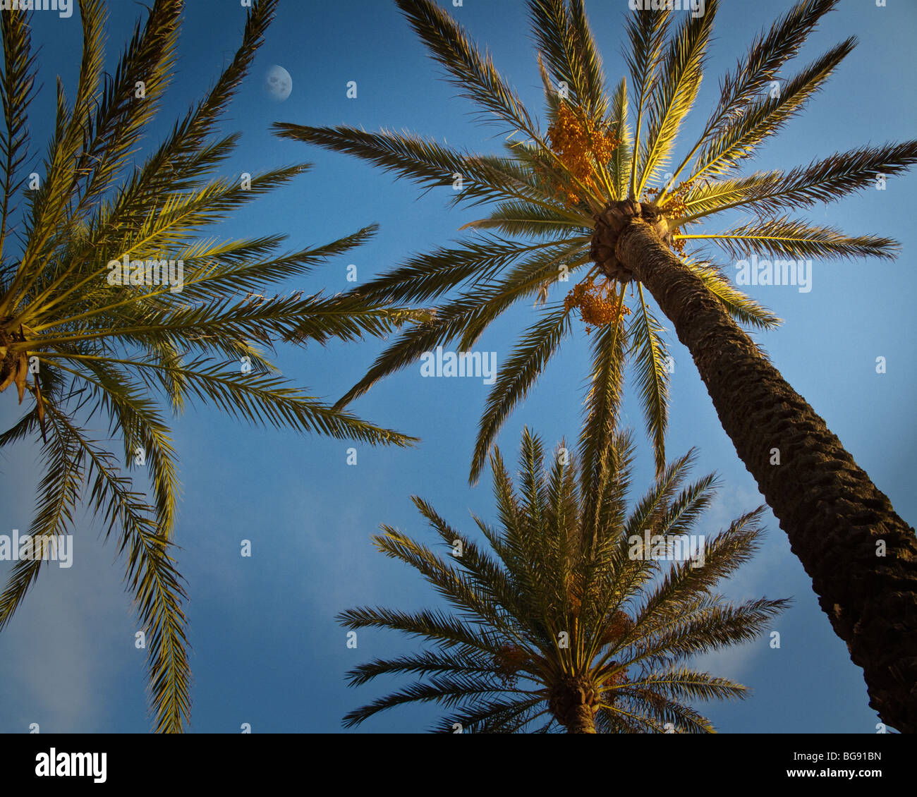 ES - MALLORCA : palmiers le long de la plage de Playa de Palma Banque D'Images