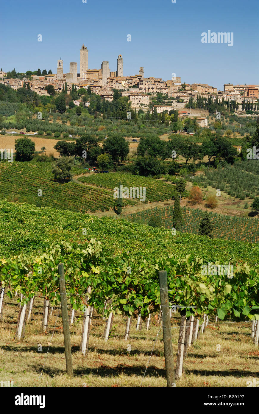 San Gimignano. La toscane. L'Italie. De plus en plus de vignobles au-dessous de la colline de San Gimignano. Banque D'Images