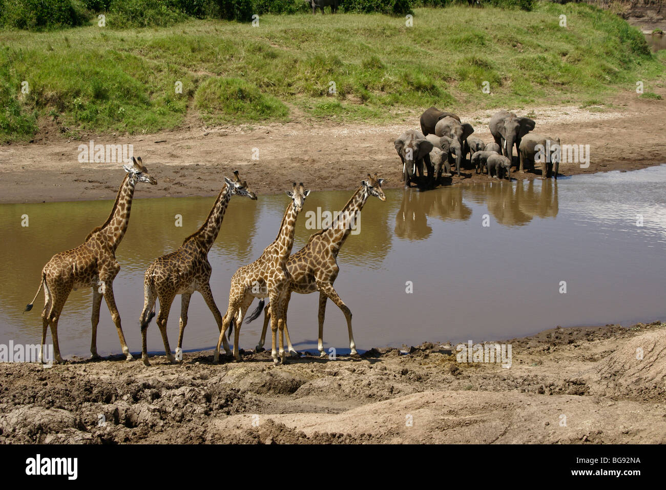 Les éléphants et les girafes Masai à la rivière, Masai Mara, Kenya Banque D'Images