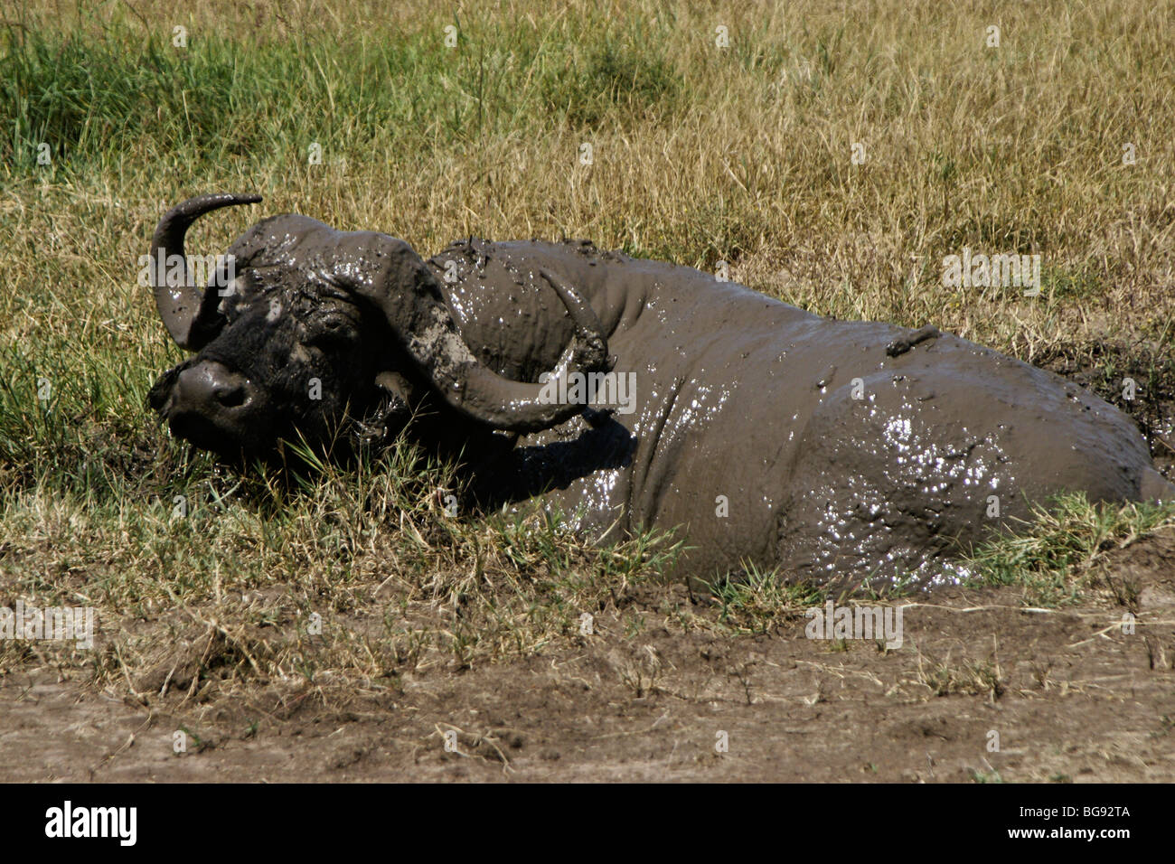 Buffle se vautrer dans la boue, Masai Mara, Kenya Banque D'Images
