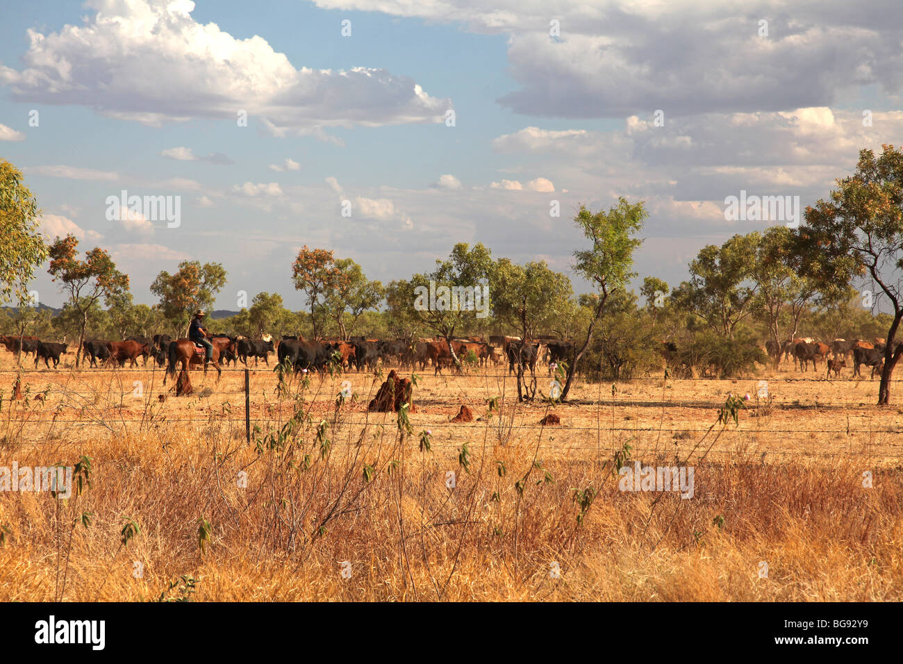 En dehors des bovins conduite Mt Isa-FL-Australie Banque D'Images