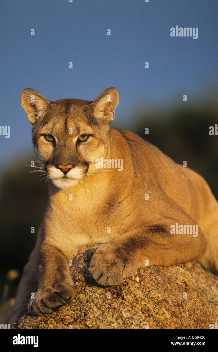 Adult female cougar puma concolor Banque de photographies et d'images à  haute résolution - Alamy