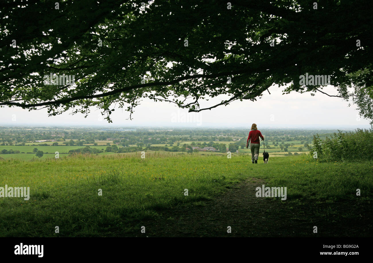 Une femme promener son chien dans Cheshire avec la plaine du Cheshire à plat à l'arrière-plan et un arbre en surplomb à l'avant-plan Banque D'Images