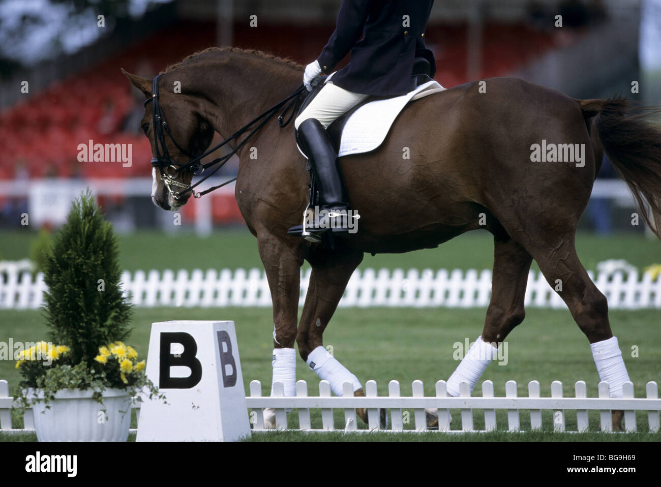 Cheval et cavalier de saut Banque D'Images