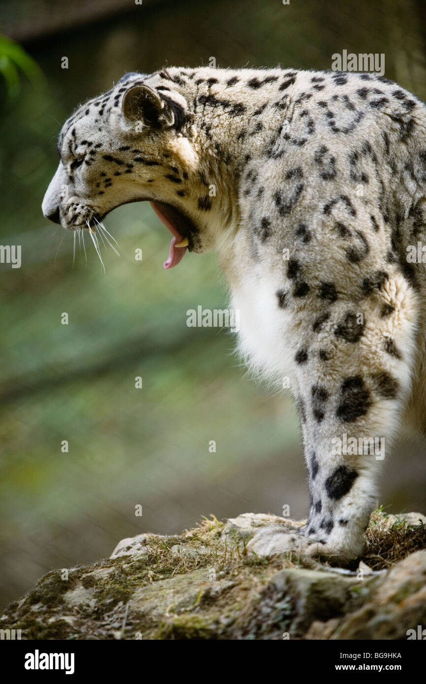 Snow Leopard (Panthera uncia Uncia uncia) ou au zoo de l'Himalaya à Darjeeling, Inde Banque D'Images