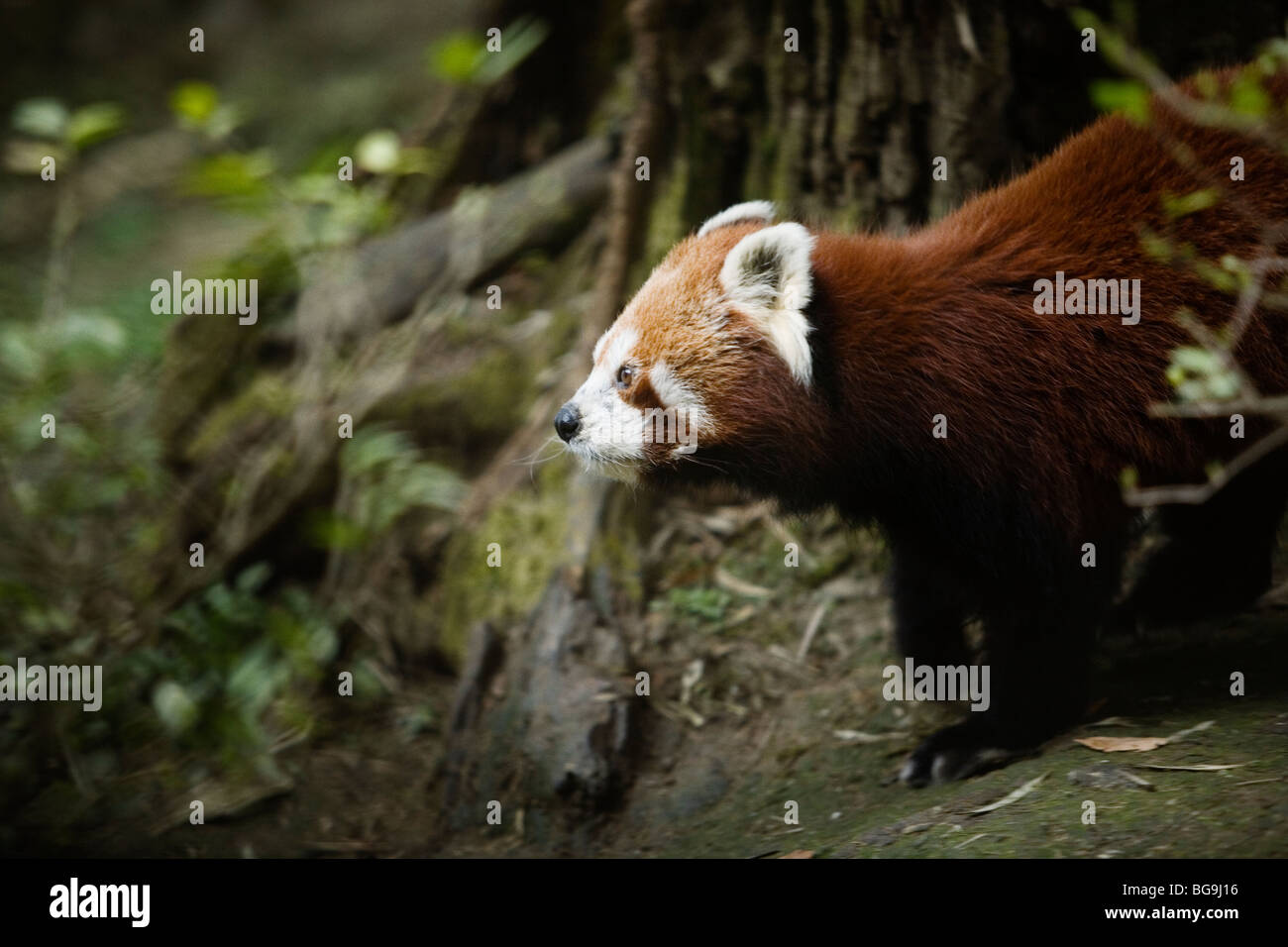 Le panda rouge (Ailurus fulgens) au zoo de l'Himalaya à Darjeeling, Inde Banque D'Images