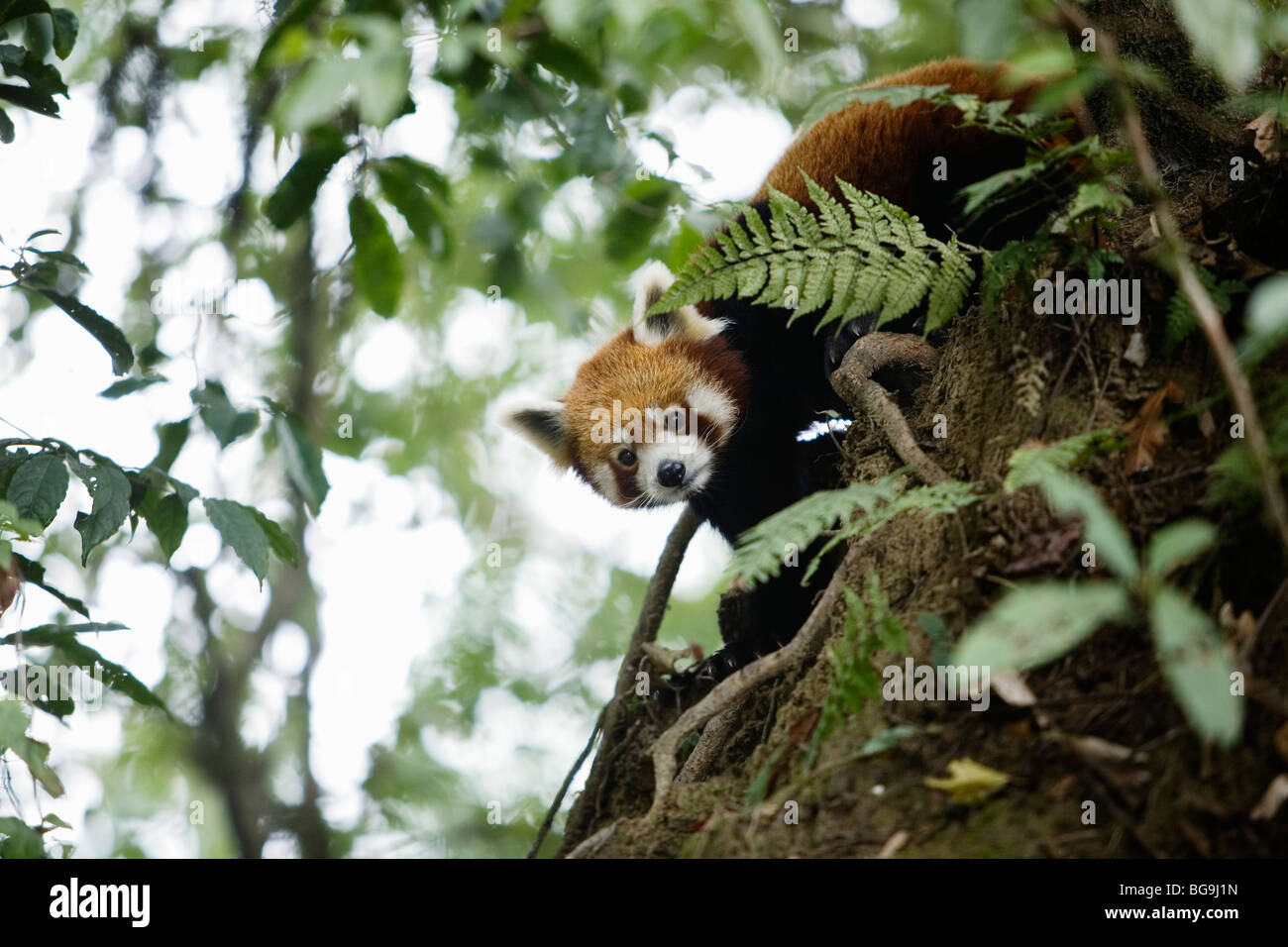 Le panda rouge (Ailurus fulgens) au zoo de l'Himalaya à Darjeeling, Inde Banque D'Images