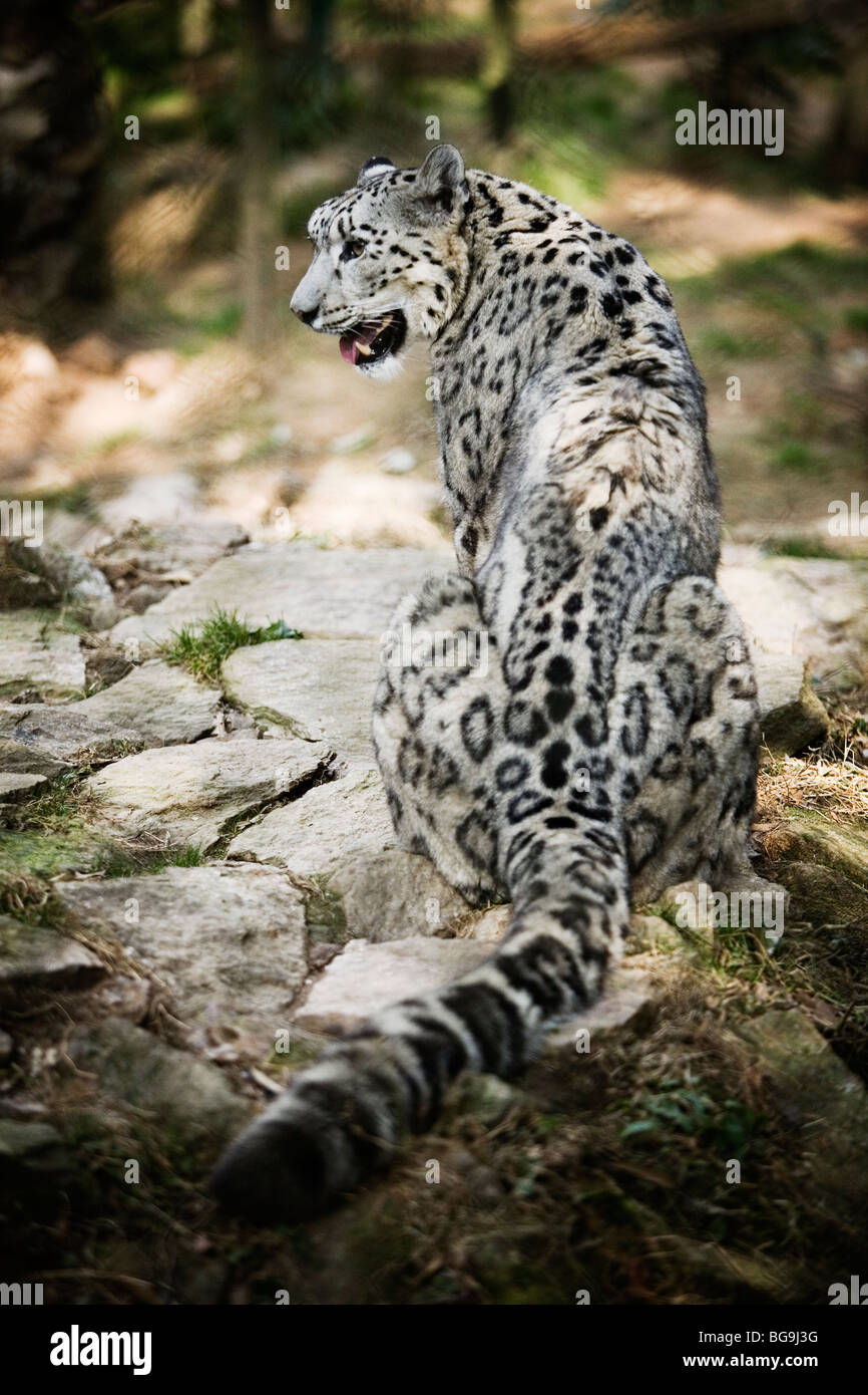 Snow Leopard (Panthera uncia Uncia uncia) ou au zoo de l'Himalaya à Darjeeling, Inde Banque D'Images
