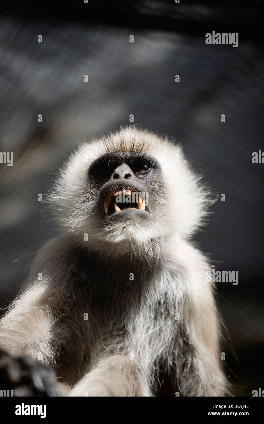 Les singes à Zoo de l'Himalaya en Inde, Darjeeling Banque D'Images