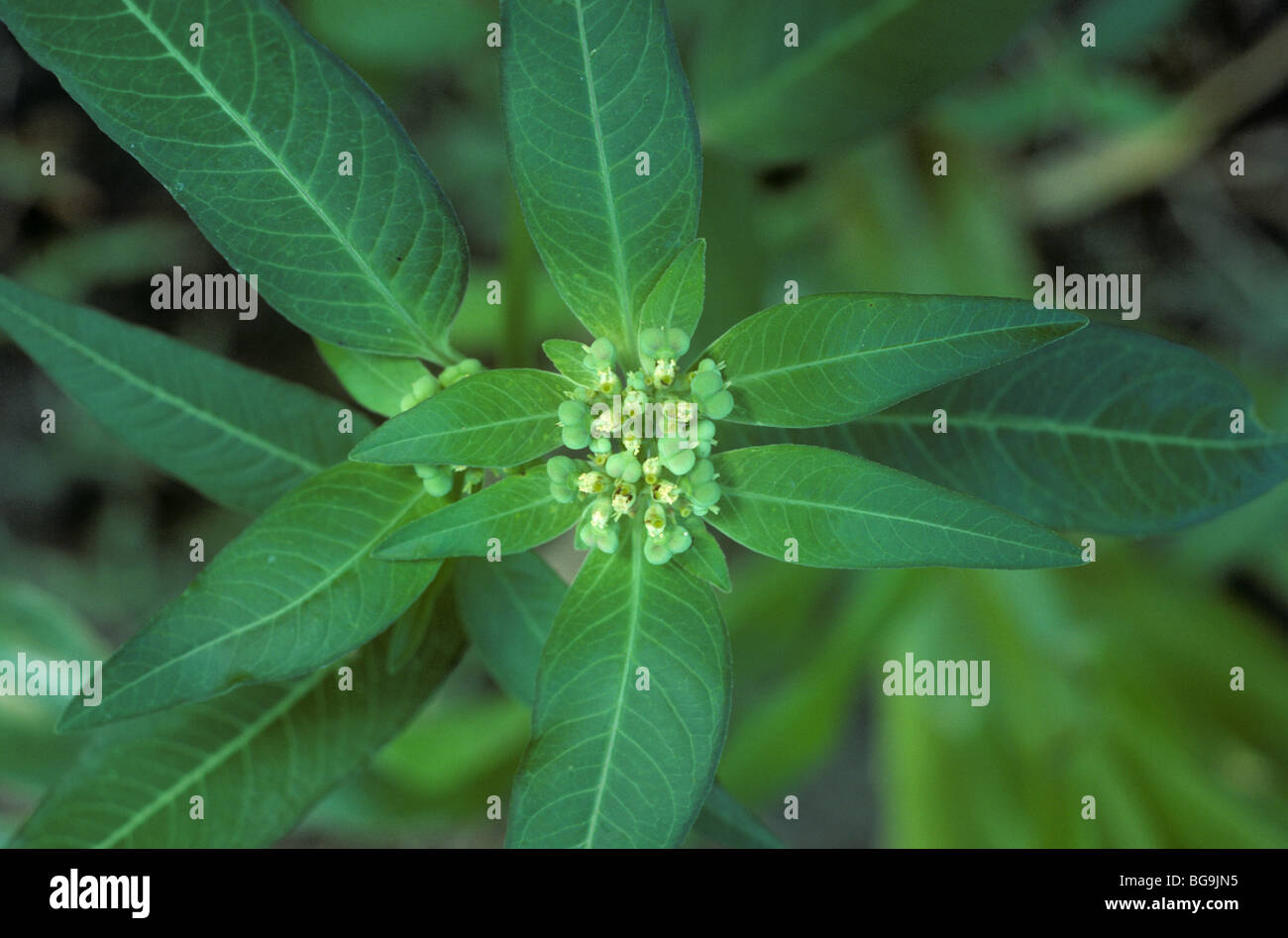 L'euphorbe ésule (Euphorbia heterophylla peint fleur), Malaisie Banque D'Images