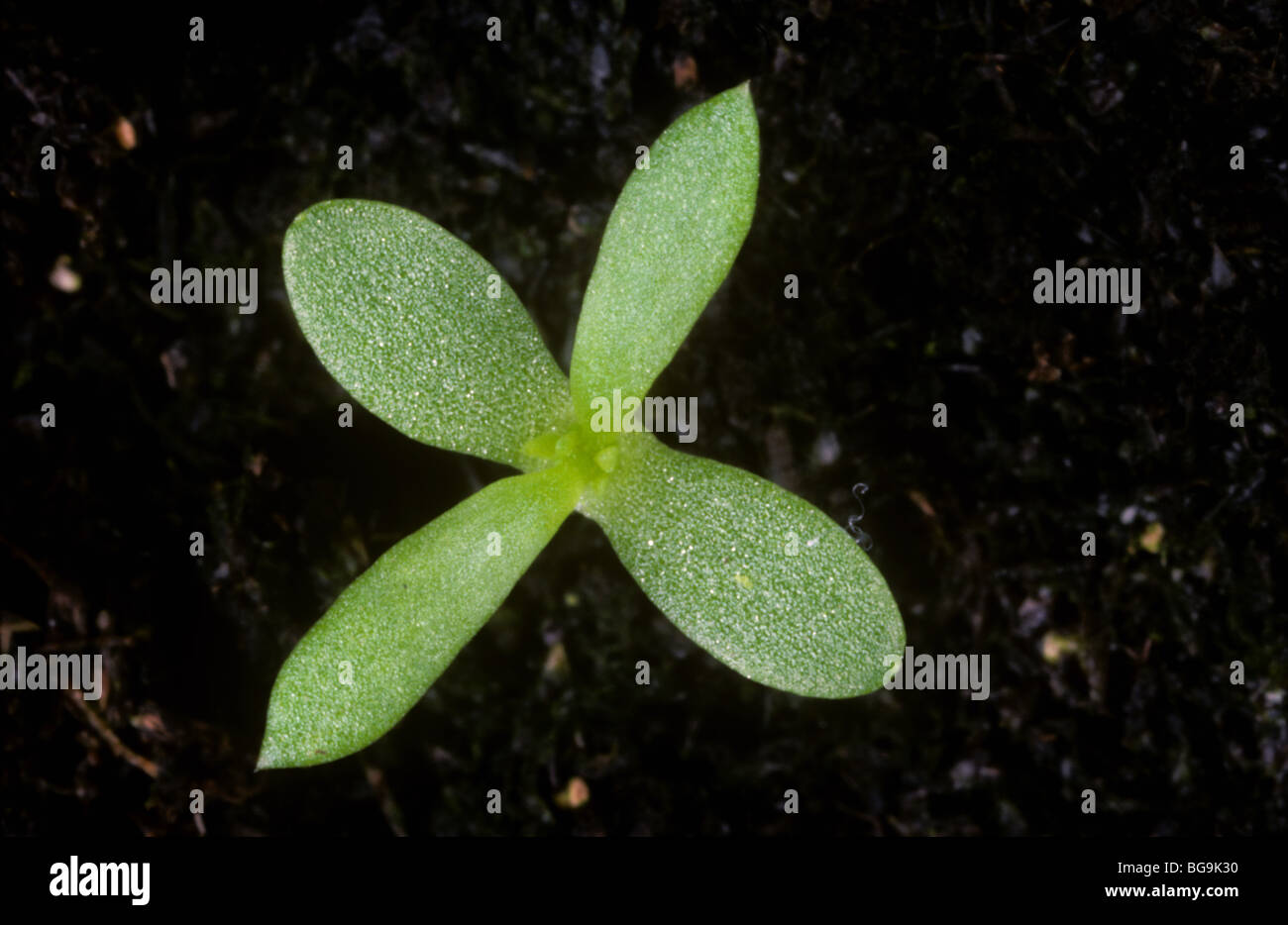 Camomille (Matricaria chamomilla parfumés) cotylédons et les premières vraies feuilles formant Banque D'Images