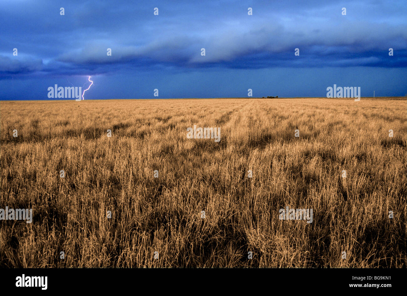 Orage sur les prairies des Grandes Plaines de Baca Comté dans le sud-est du Colorado, Bean  0506 ALPix Banque D'Images