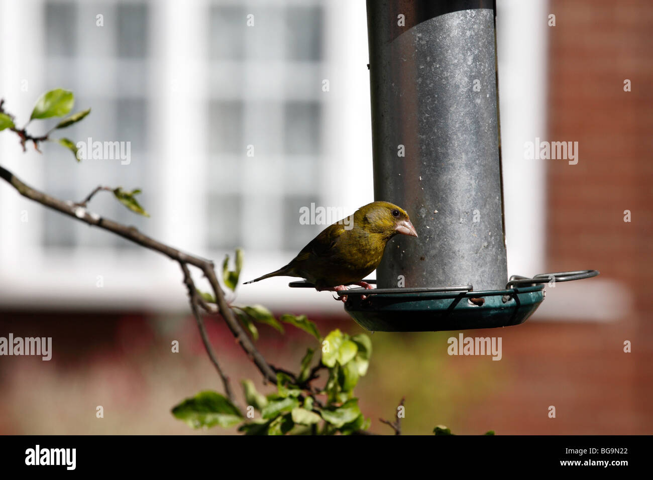 Verdier, Carduelis chloris chloris,,, sur un convoyeur de jardin Banque D'Images