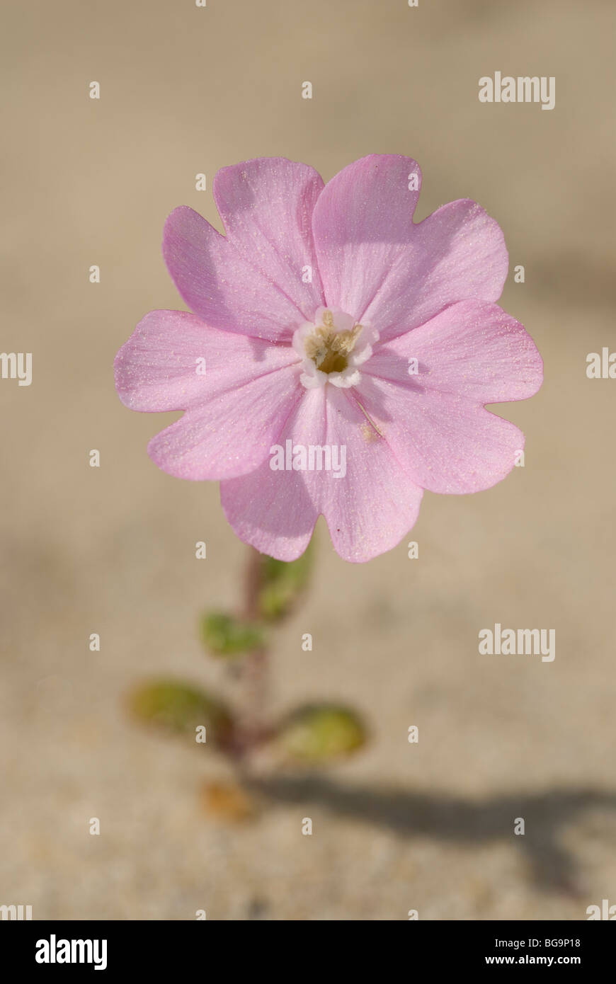 Fleur de Silene littorea littorea dans les dunes de sable. Pontevedra, Espagne. Banque D'Images