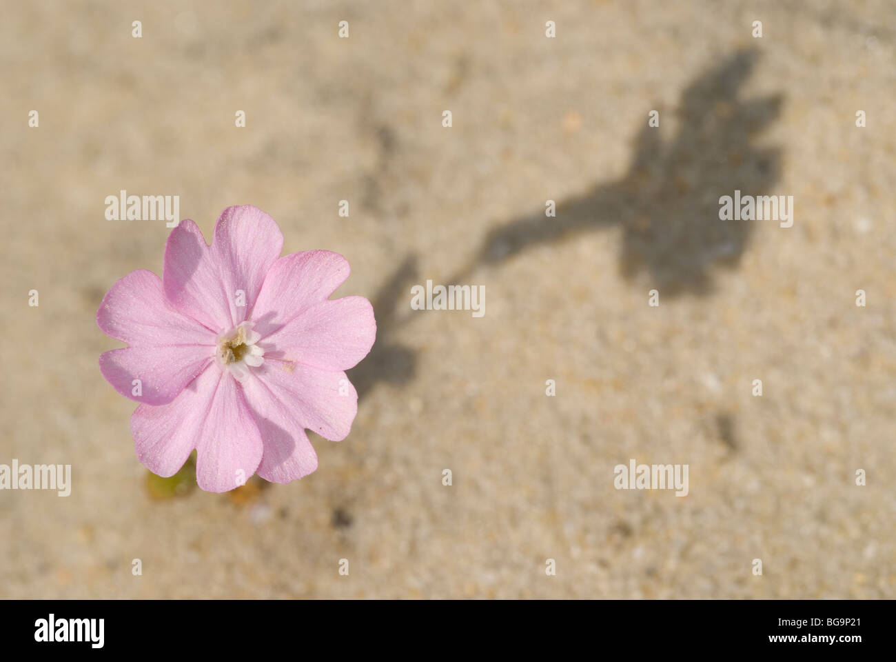 Fleur de Silene littorea littorea dans les dunes de sable. Pontevedra, Espagne. Banque D'Images