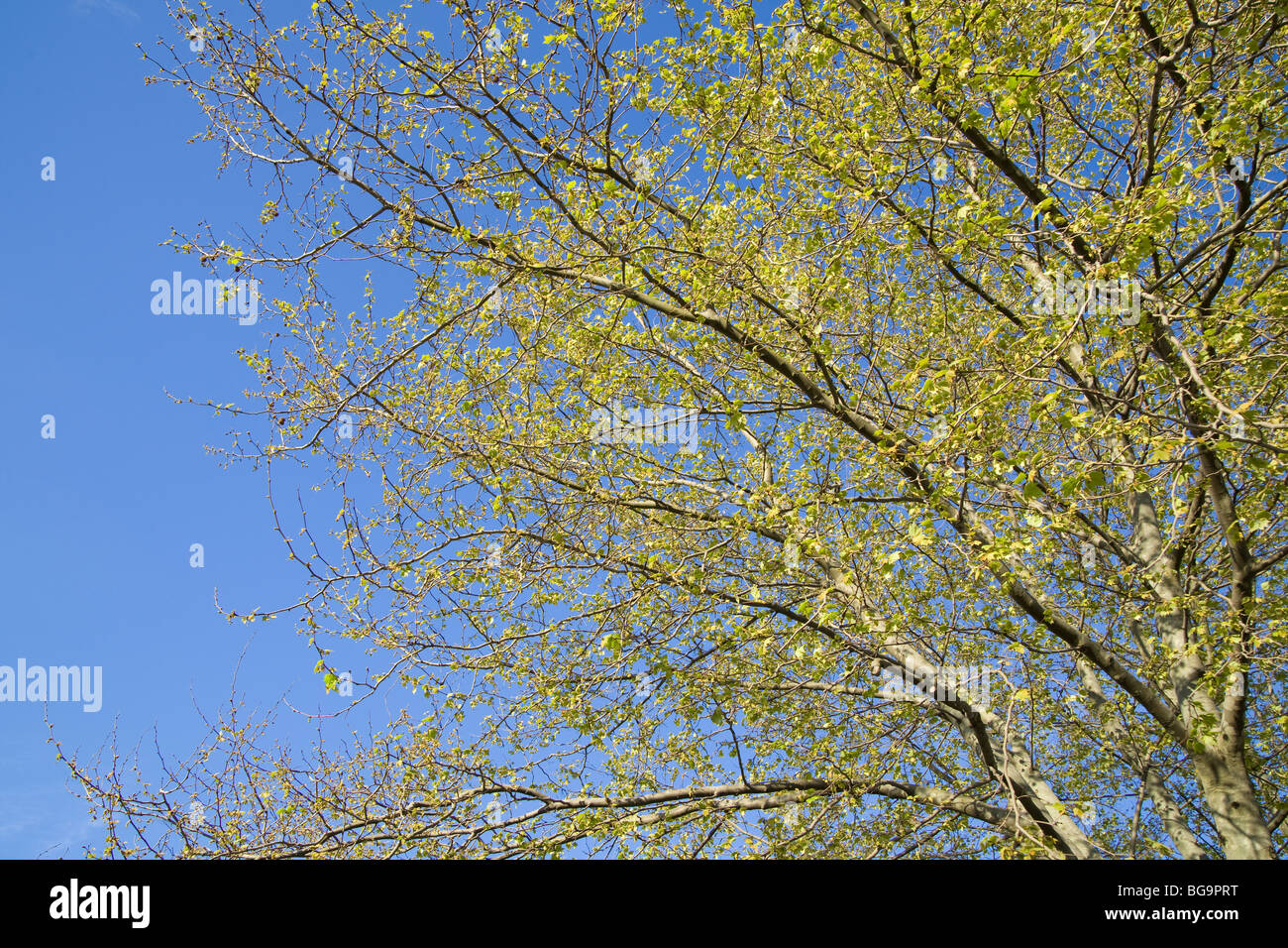 Branches d'un arbre avec le ciel en arrière-plan Banque D'Images