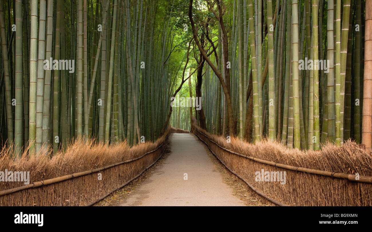 Chemin et bamboo grove, quartier Arashiyama, Kyoto, Japon Banque D'Images