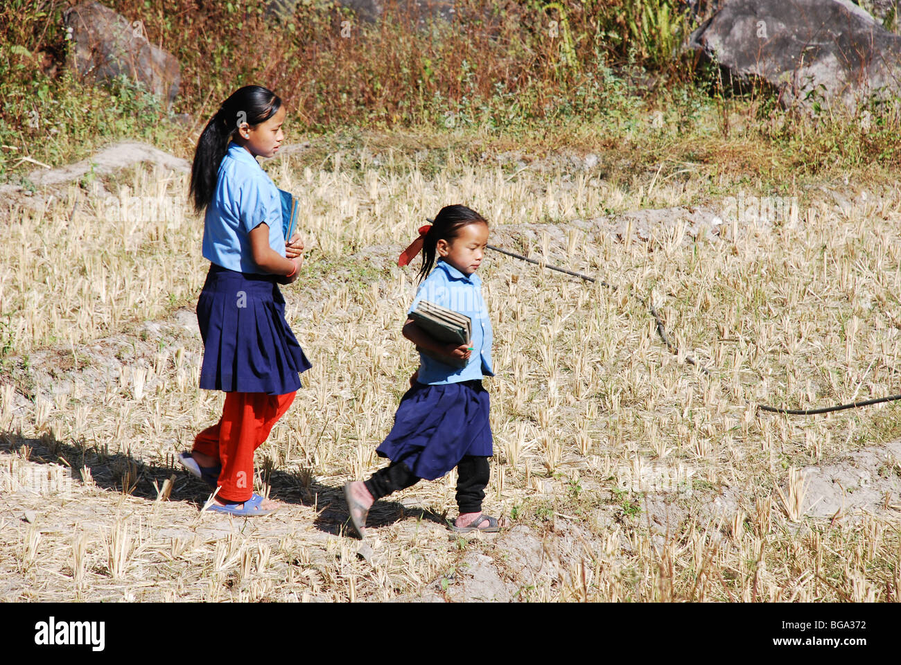 Les enfants de l'école népalaise à pied à travers un champ sur leur façon de Cours du matin Banque D'Images