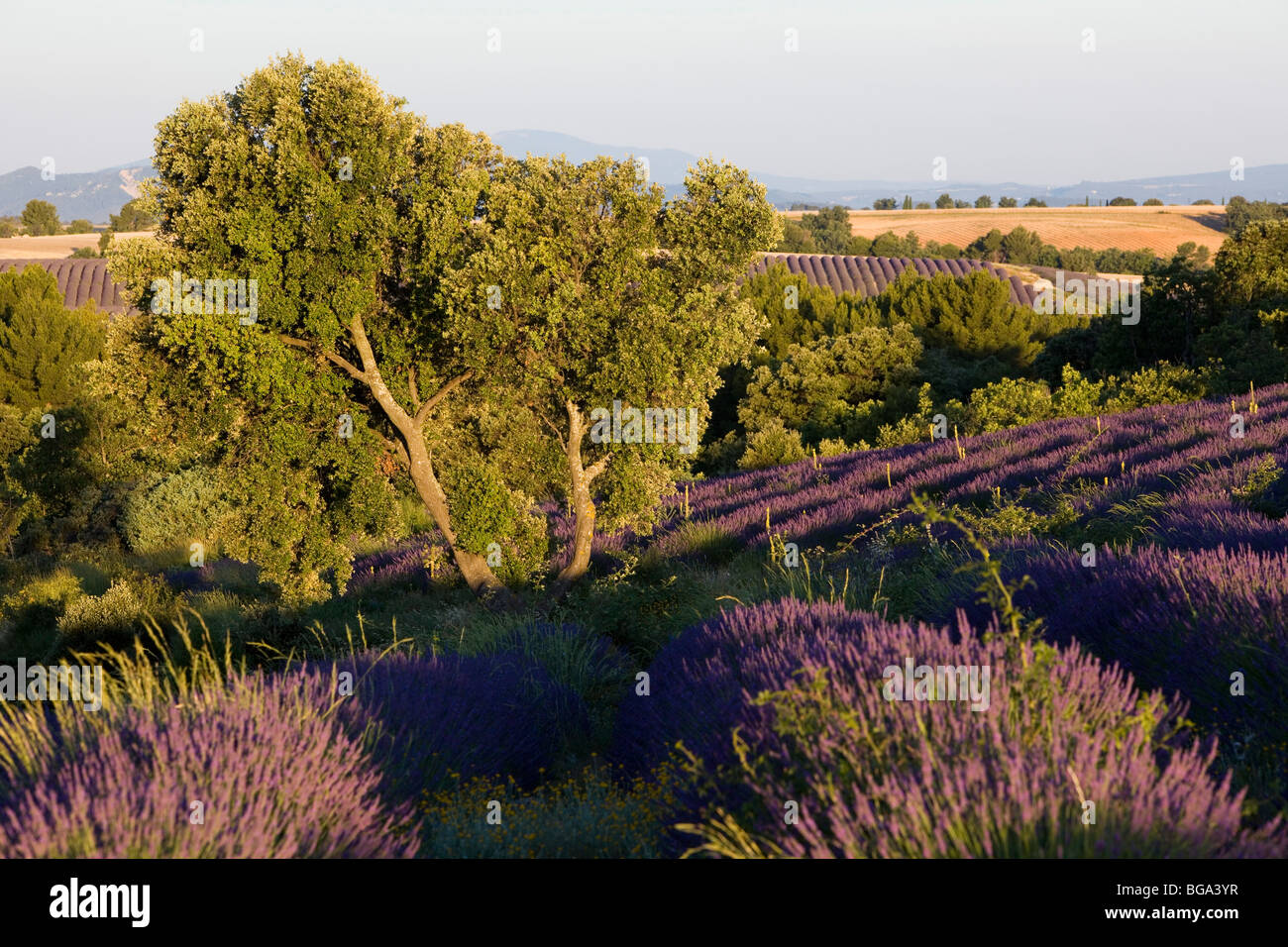 France, Alpes de Haute Provence, près de Valensole, champs de lavande Banque D'Images