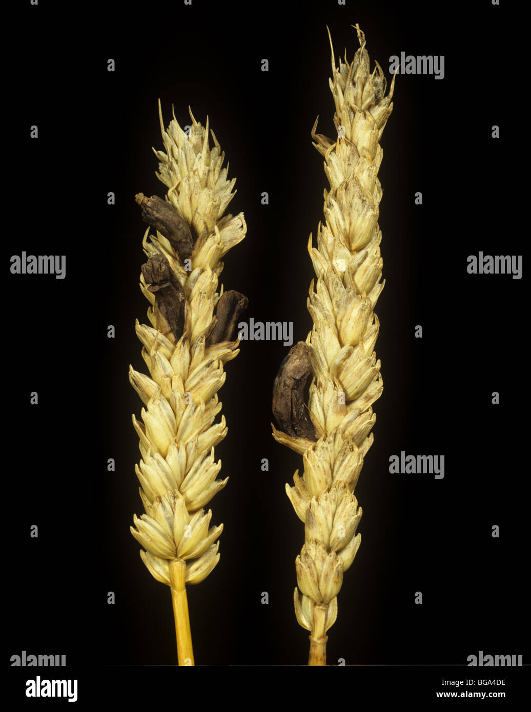 L'ergot (Claviceps purpurea) remplacement de grain dans l'oreille de blé mûrs Banque D'Images