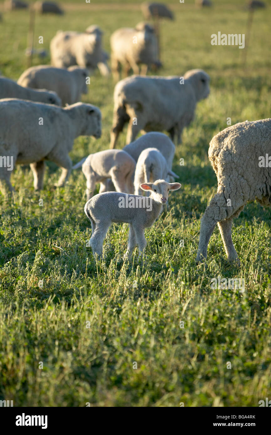 Bebe Printemps Agneaux Dans Champ De Luzerne Avec Des Moutons Photo Stock Alamy Bebe Printemps Agneaux Dans Champ De Luzerne Avec Des Moutons Photo Stock Alamy