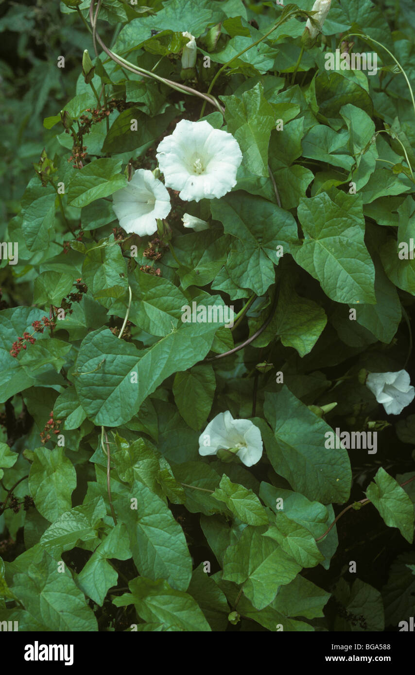 Liseron des champs plus (Calystegia sepium) plante à fleurs Banque D'Images