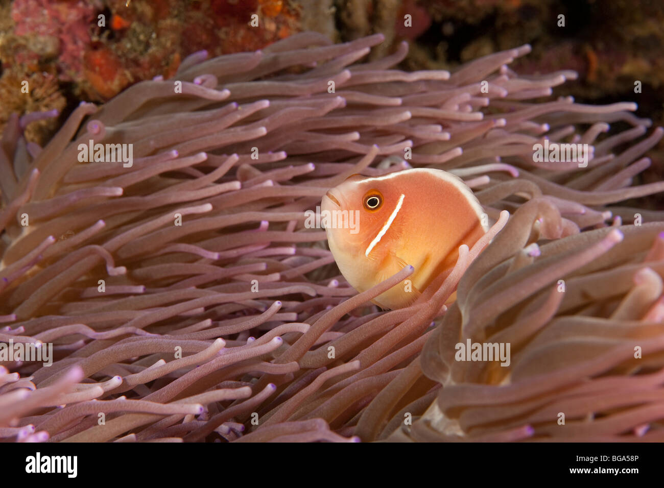Poisson Clown (Amphiprion perideraion rose) sur l'anémone de mer, le Détroit de Lembeh, au nord de Sulawesi, Indonésie Banque D'Images