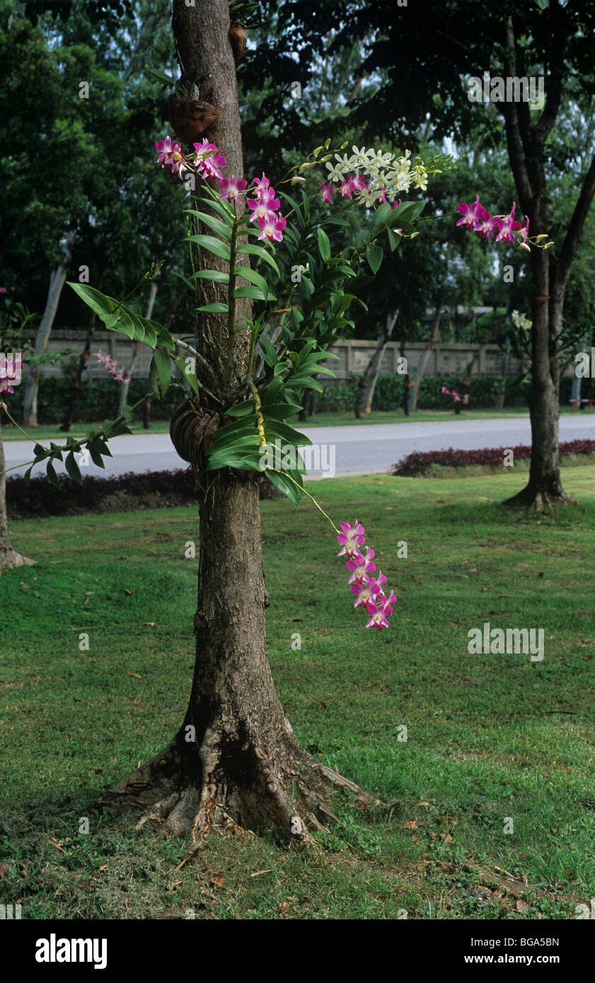 Une orchidée Dendrobium type attaché à un arbre qui pousse dans un jardin tropical, la Thaïlande Banque D'Images