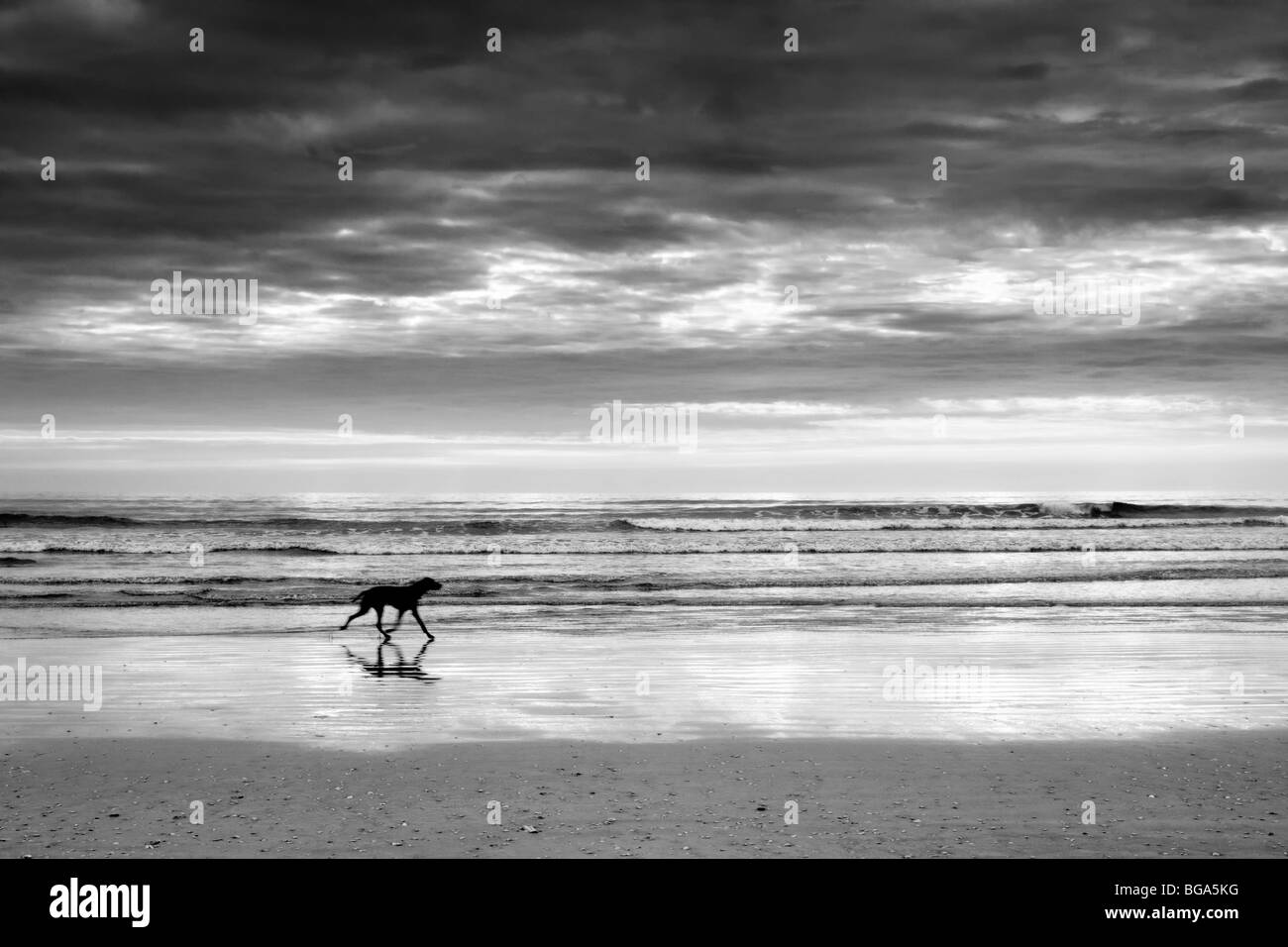 Image en noir et blanc de Pembrey sands, Pays de Galles avec chien qui court sur la plage qui se profile en premier plan Banque D'Images