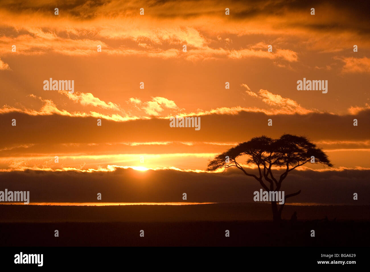 Acacia au lever du soleil, Amboseli, Kenya Banque D'Images