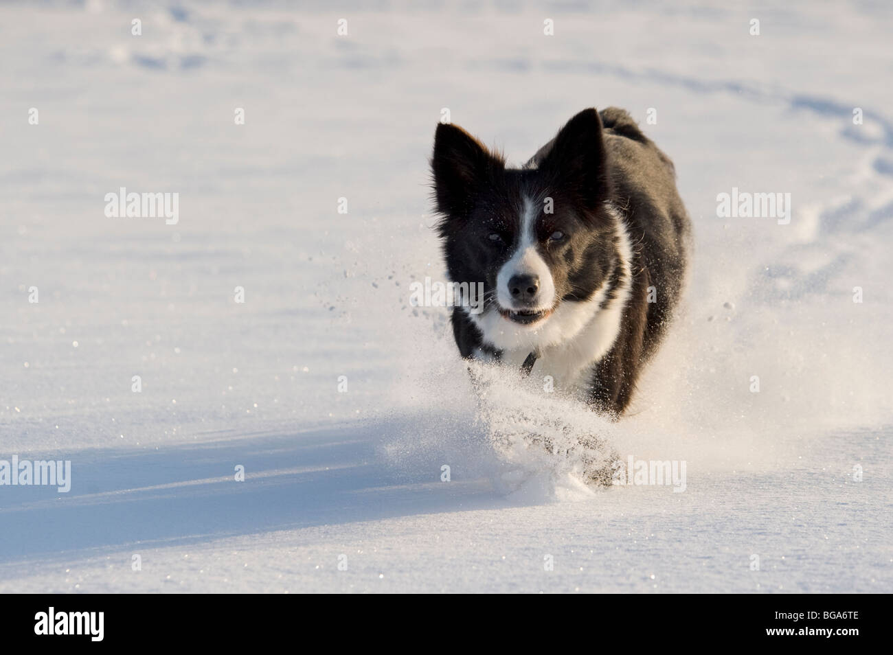 Border Collie chiens dans la neige Banque D'Images
