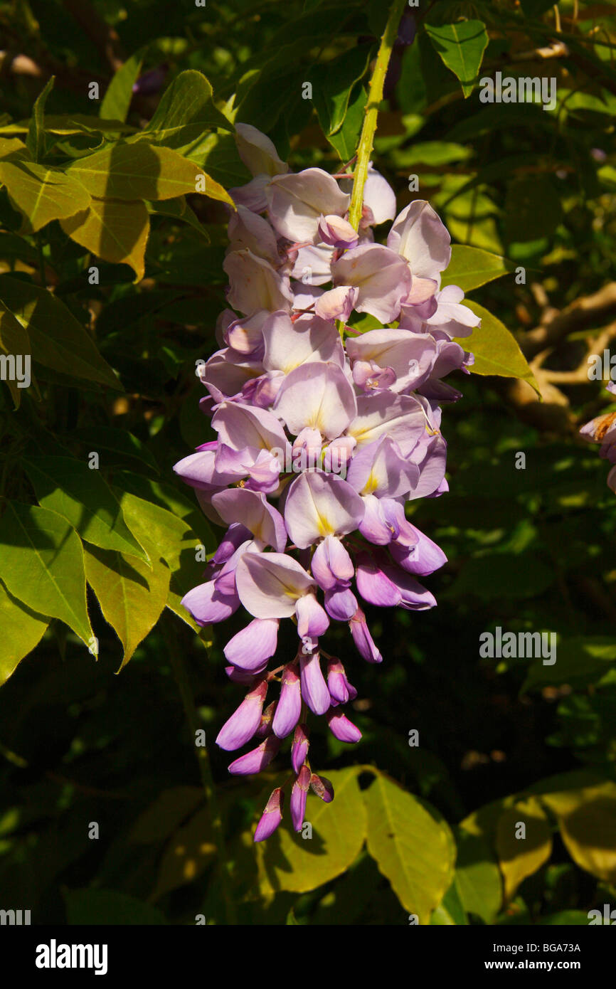 Les fleurs de glycine Banque D'Images