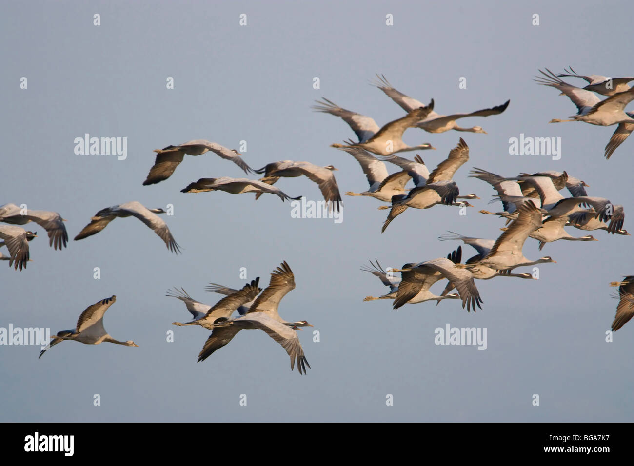 Grue demoiselle de haut vol des oiseaux dans le ciel bleu Banque D'Images
