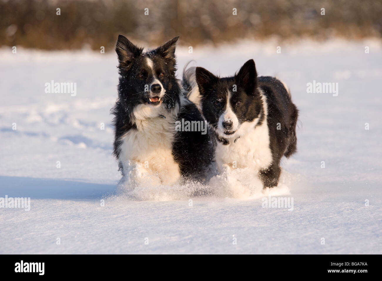 Border Collie chiens dans la neige Banque D'Images