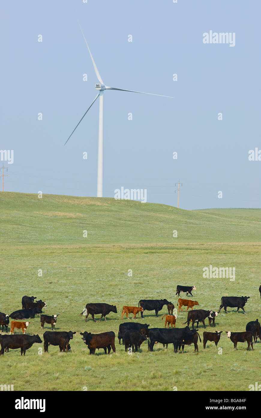 L'utilisation mixte des terres. Le bétail sur des parcours avec les éoliennes. Banque D'Images