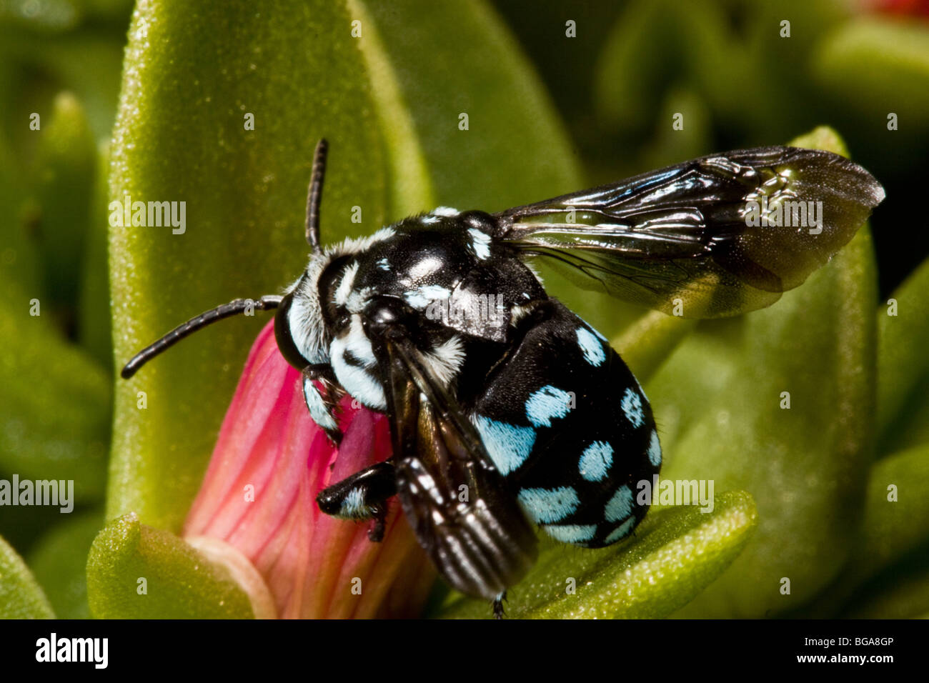 L'abeille coucou néon peuvent être trouvés dans de nombreux jardins d'Australie. Banque D'Images