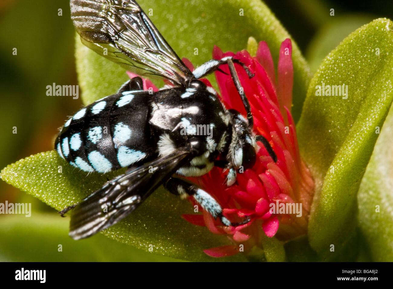L'abeille coucou néon peuvent être trouvés dans de nombreux jardins d'Australie. Banque D'Images