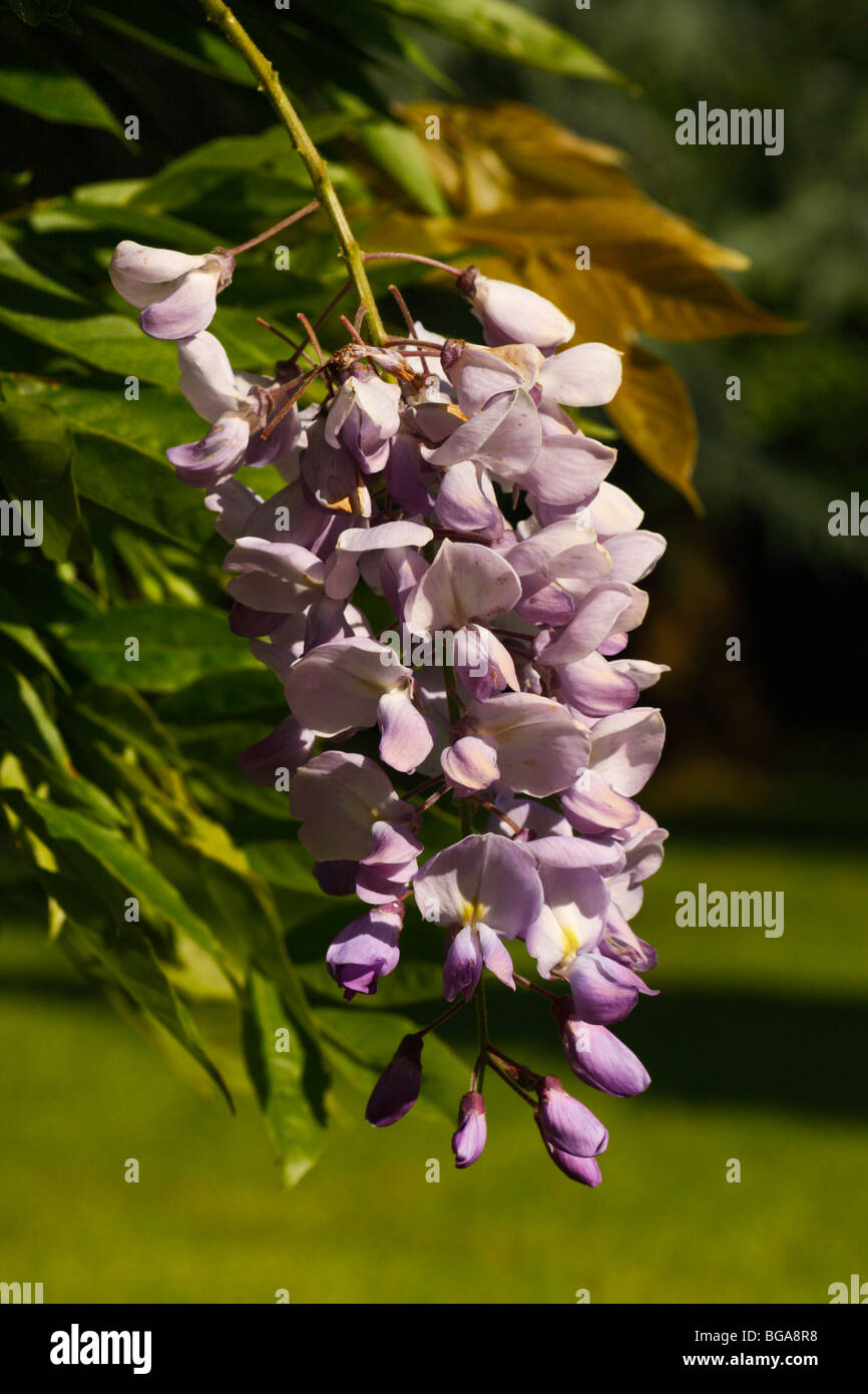 Les fleurs de glycine Banque D'Images