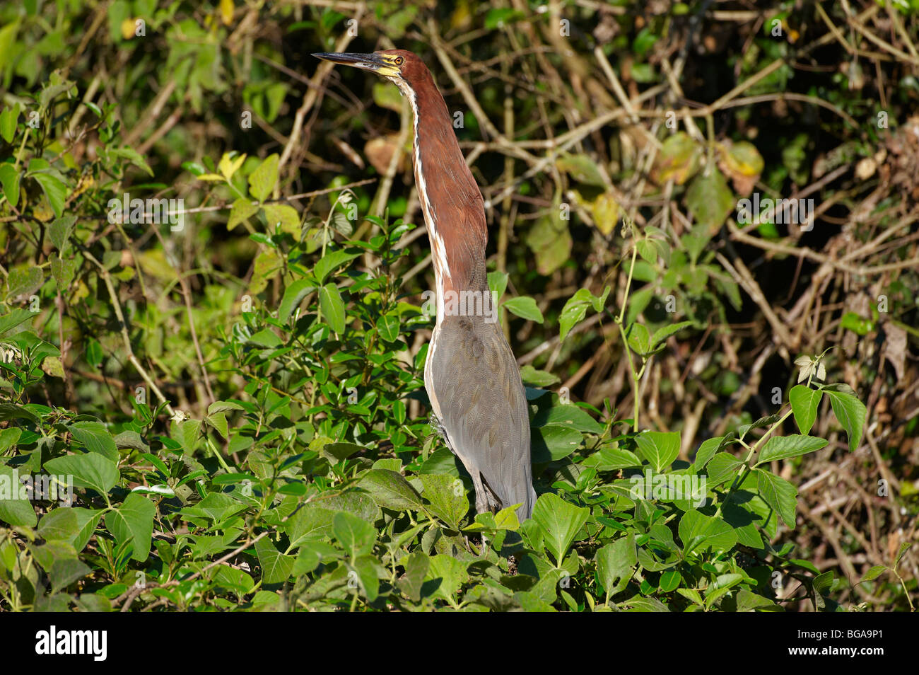 Rufescent Tiger Heron, Tigrisoma lineatum, Pantanal, Mato Grosso, Brésil, Amérique du Sud Banque D'Images