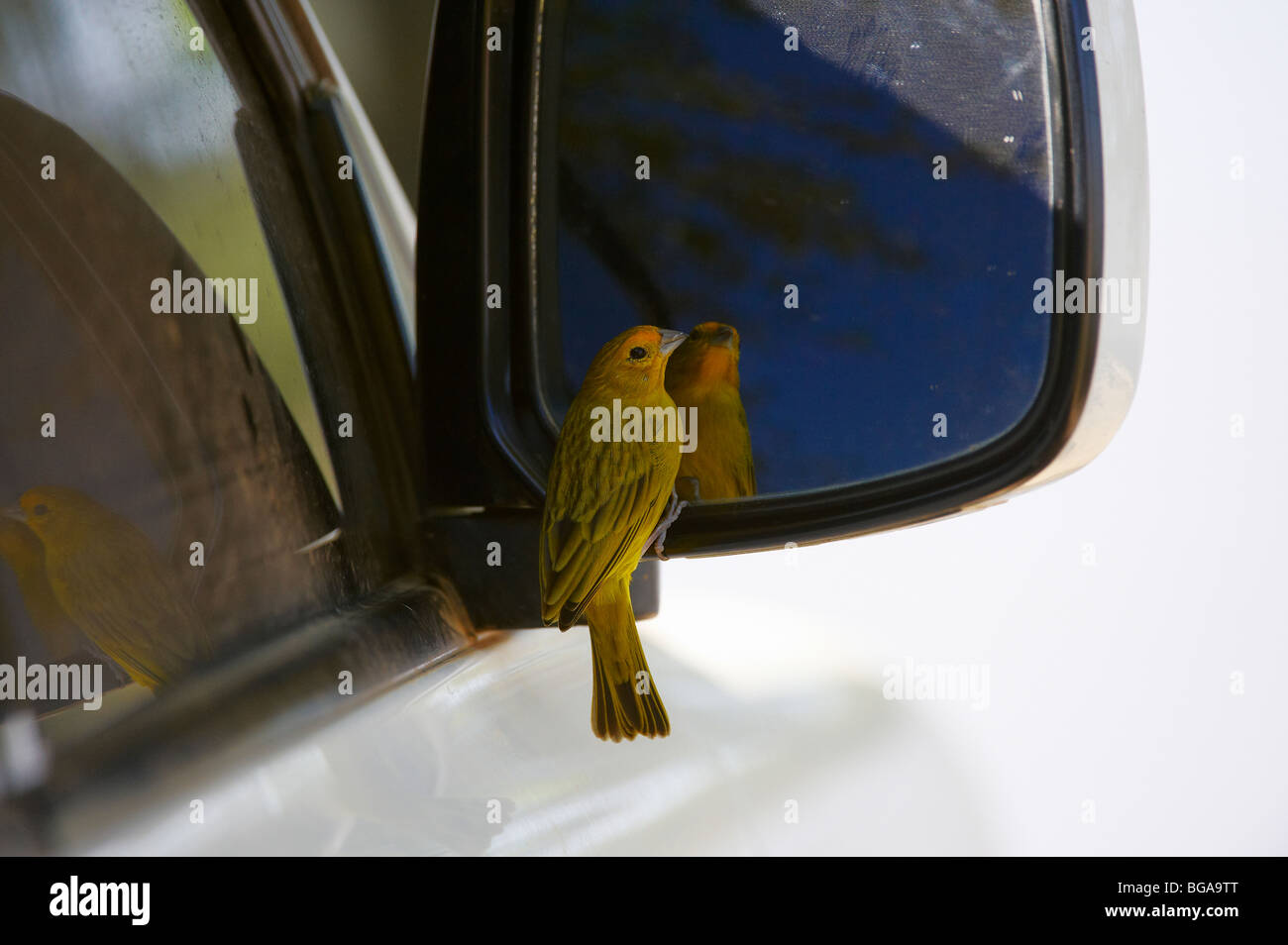 Saffron Finch à un miroir, Sicalis flaveola, Pantanal, Mato Grosso, Brésil, Amérique du Sud Banque D'Images